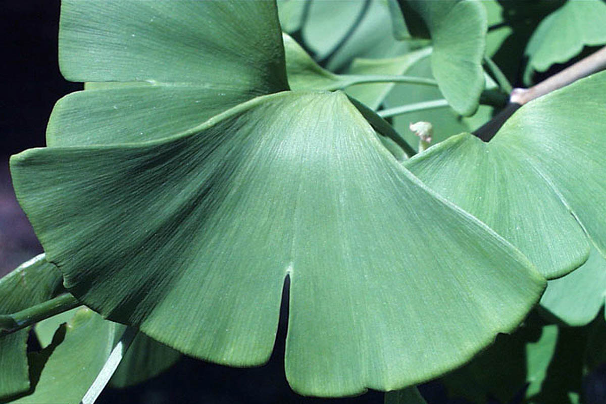 Ginkgo leaf close